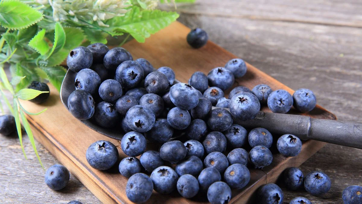 توت ازرق فرشلي